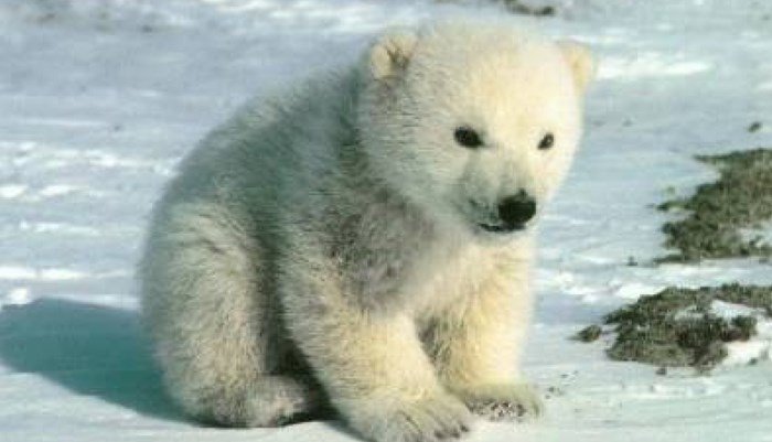 Cuerpo del oso polar