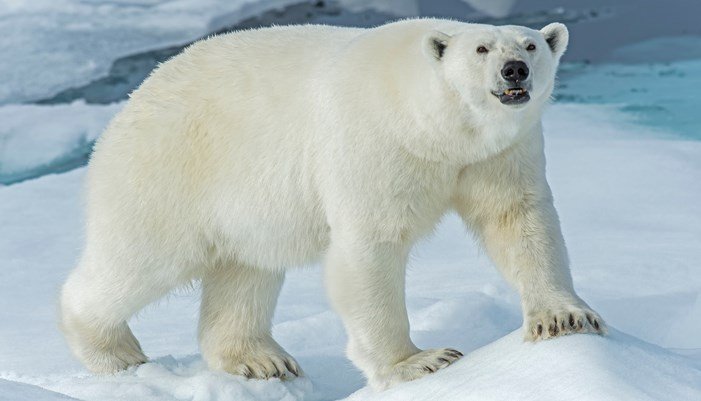 Nutrición del oso polar