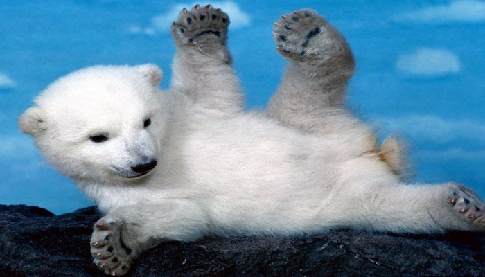 Reproducción de oso polar