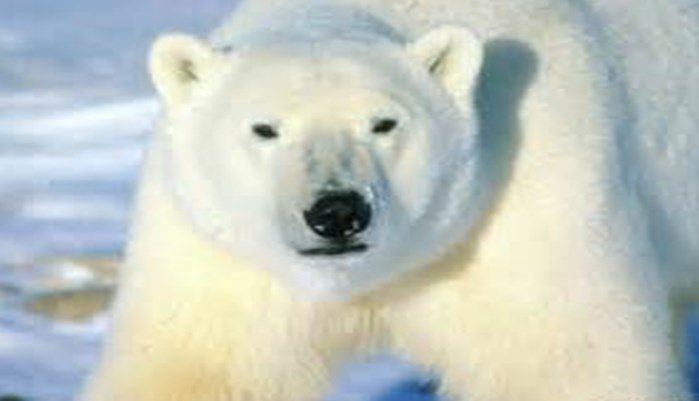 Peligros del oso polar