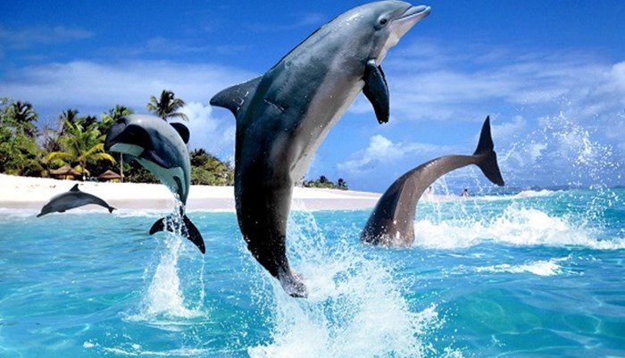 donde viven los delfines