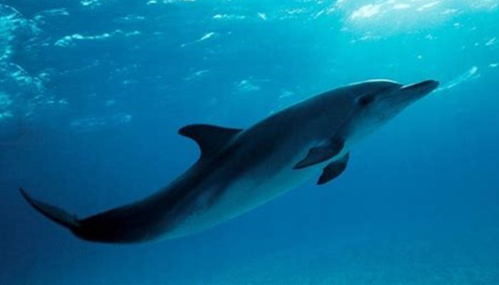 Representación y donde viven los delfines