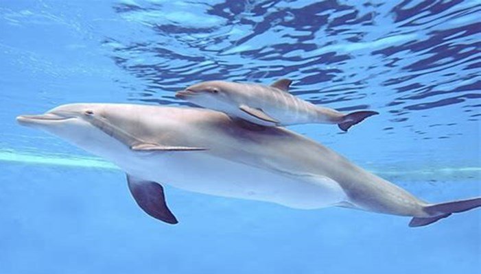Nacimiento de los delfines
