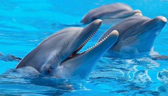 Delfín de nariz de botella o Delfín mular