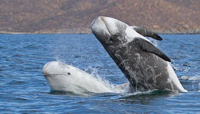 Delfín calderón gris o delfín gris