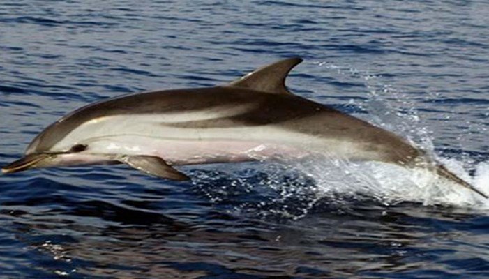 Delfín listado
