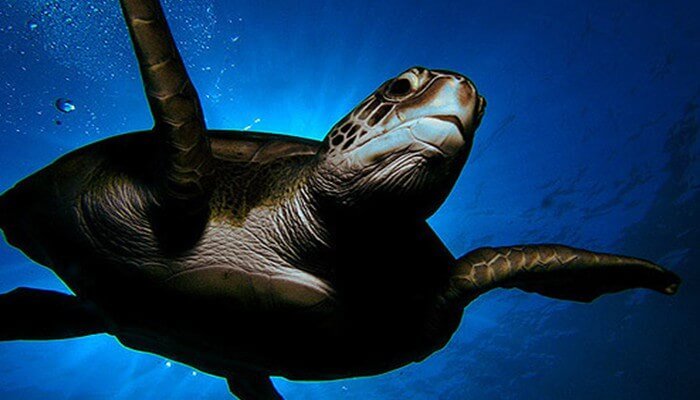 Factores que influyen en la extinción de las tortugas