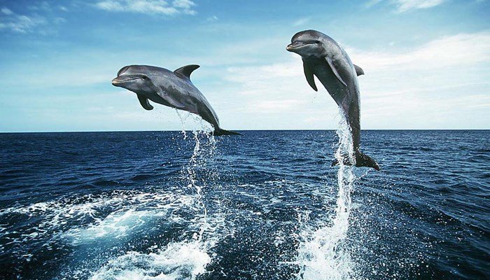 habilidades de los delfines
