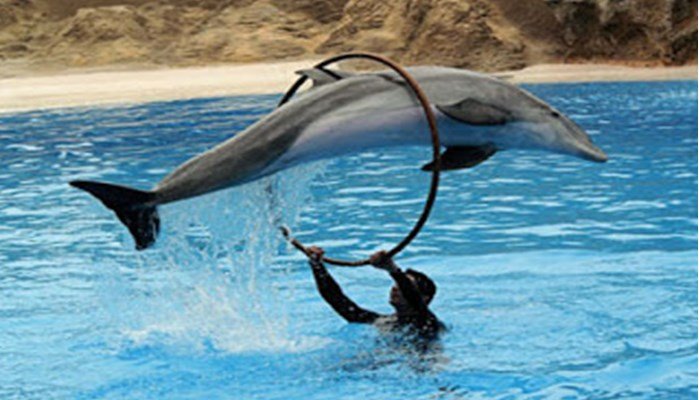 Los delfines pueden sujetar la respiración 