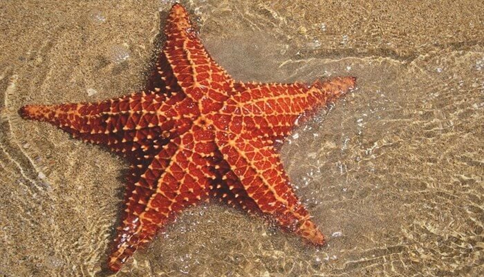 Características de la estrella de mar