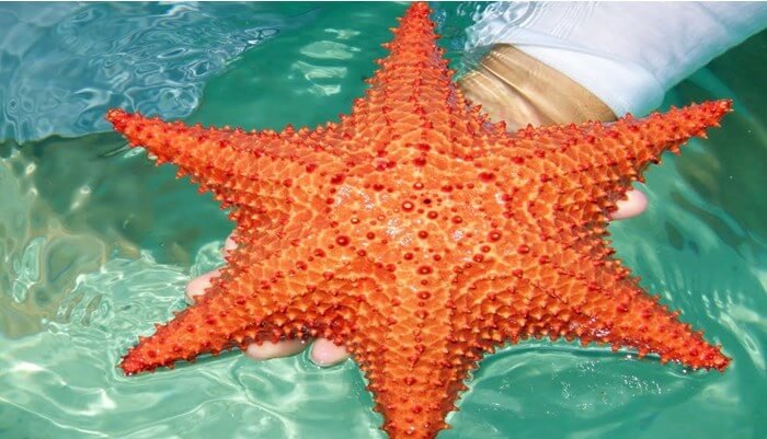 Distribución y medio ambiente de la estrella de mar