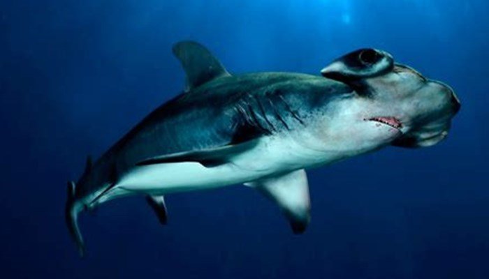 tiburones del mar mediterráneo