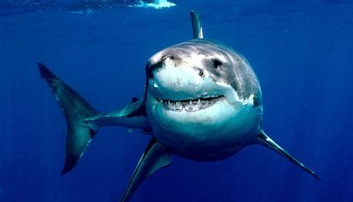  tiburones del mar mediterraneo