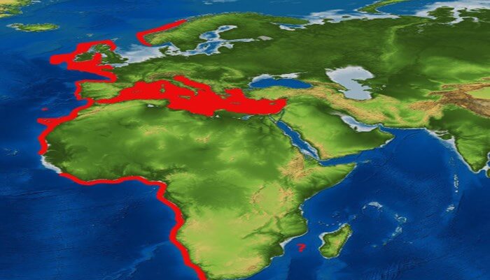 Ambiente y distribución del tiburón cerdo