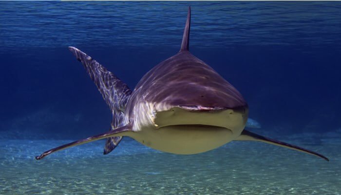 tiburón sarda