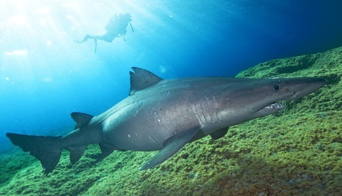 Características del tiburón sarda