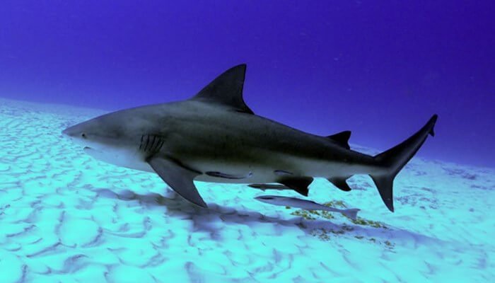 Los tiburones más agresivos del mar Rojo según experto