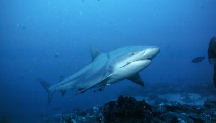 Alimentación del tiburón sarda