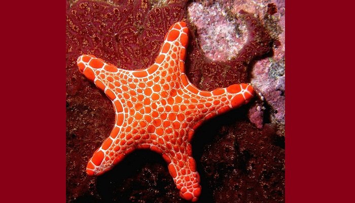 Estrella de mar hermafrodita