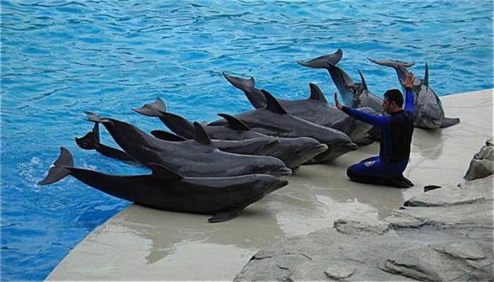 Delfines en cautiverio
