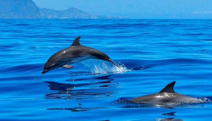 delfines asesinos