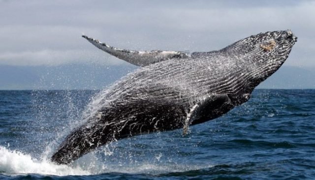 6 Variedades Que Demuestran Puntualmente Donde Viven Las Ballenas