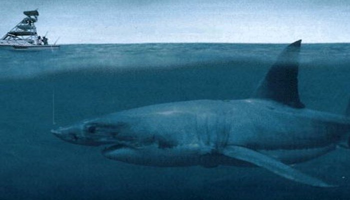 Datos sobre el más grande tiburón blanco nunca antes visto
