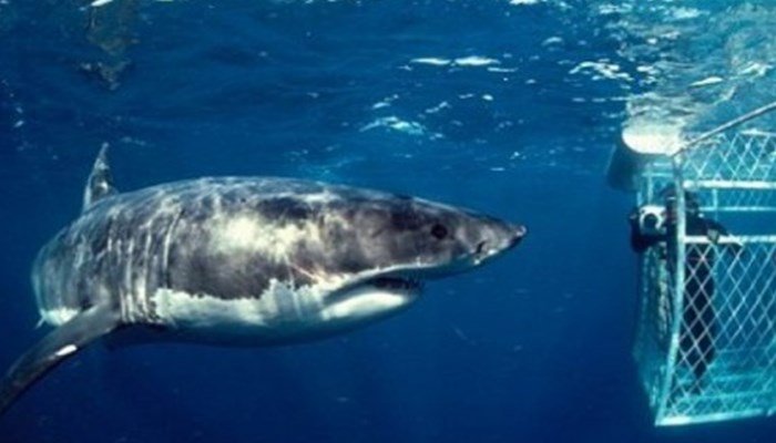Testimonios curiosos sobre el tiburon blanco mas grande