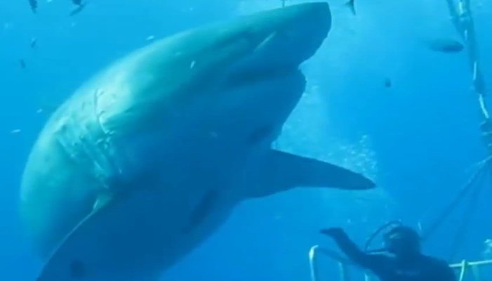Liberación del gran tiburón blanco más grande del mundo