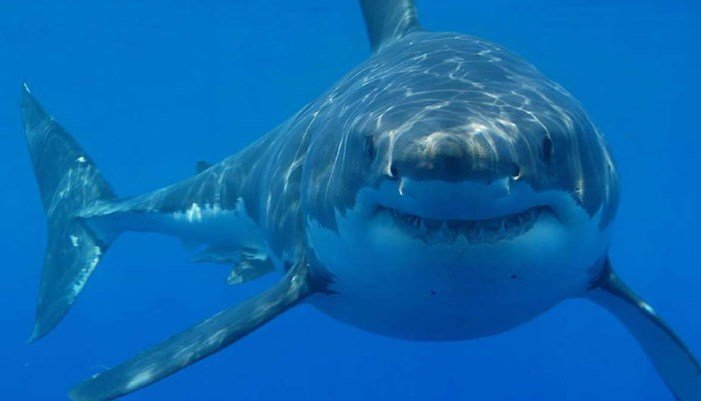 La dimensión no es notable para la indagación de los tiburones