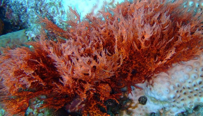 imimportancia de las algas rojas