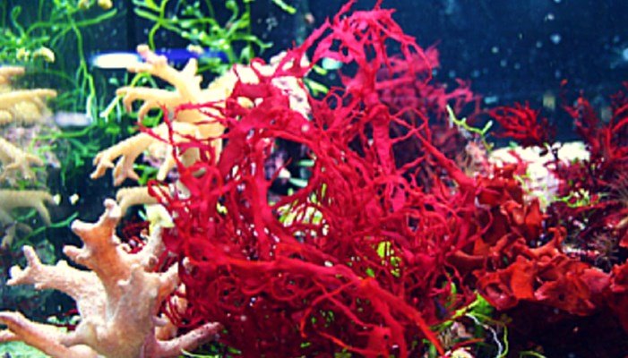 Morfología de las algas rojas