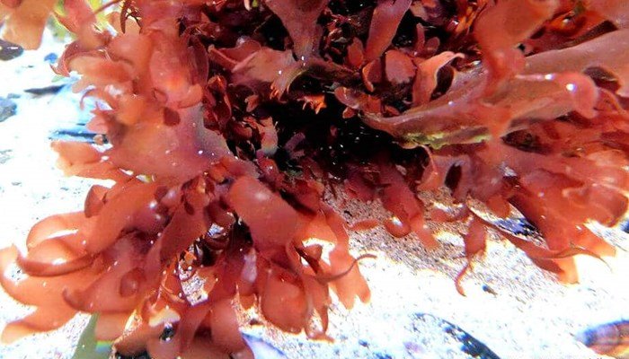 La importancia de las algas rojas en el campo ecológico