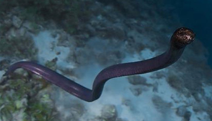 serpientes marinas 