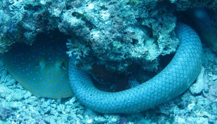 Evolución de las serpientes de mar