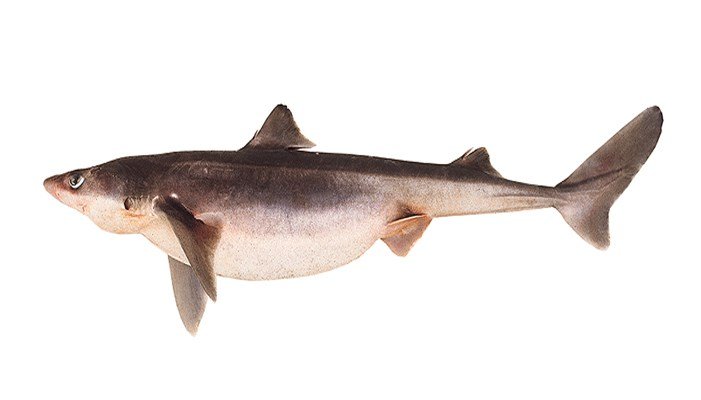 Tiburón espinoso