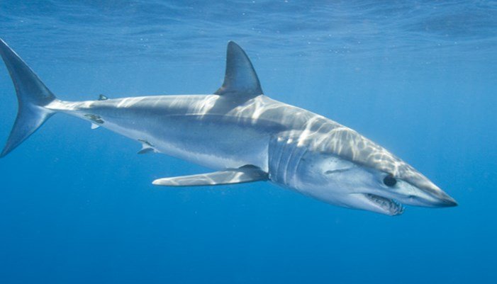 tiburon tintorera mediterraneo