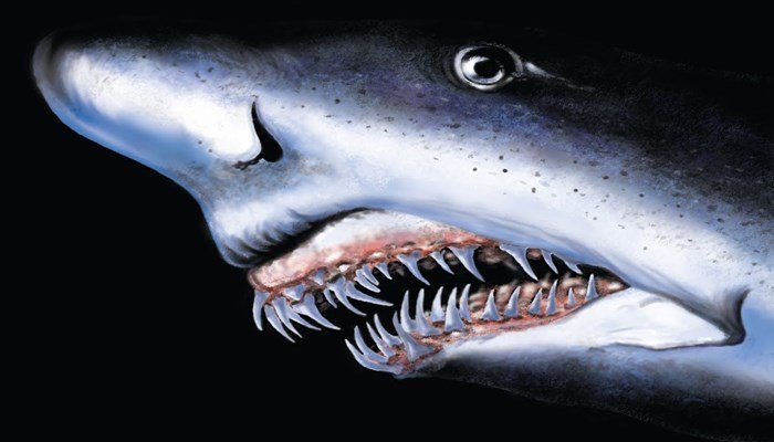 Características del tiburón tintorera mediterráneo