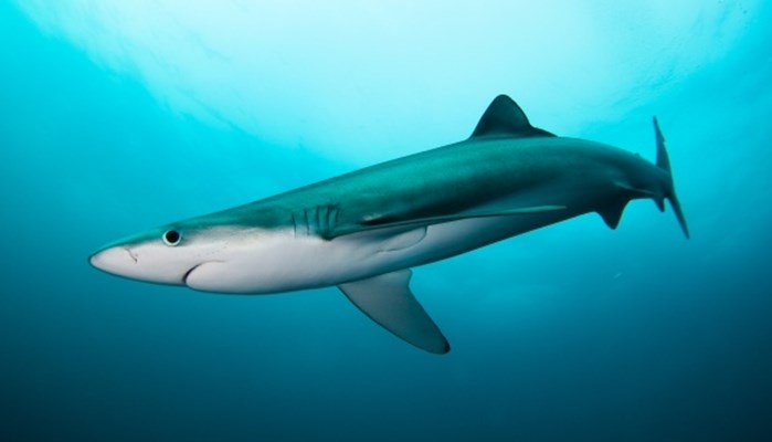 Nutrición del tiburón tintorera mediterráneo