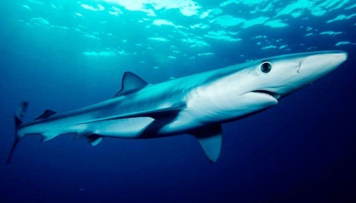 Hábitat y distribución del tiburón tintorera mediterráneo