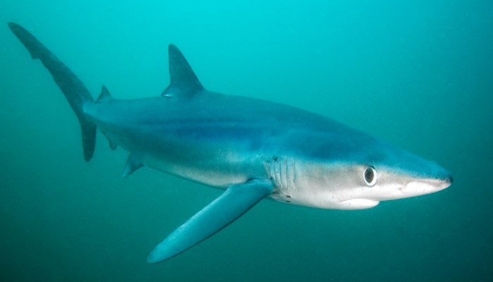 Reproducción del tiburón tintorera mediterráneo