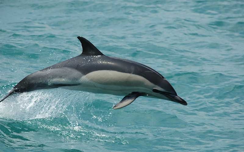 delfín común  oceánico o de aleta corta.