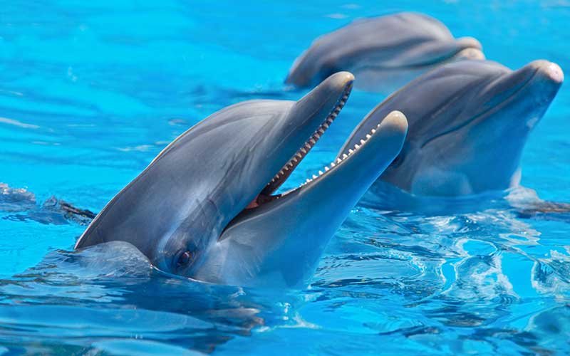 Especies-de-delfines-en-el-mundo 1