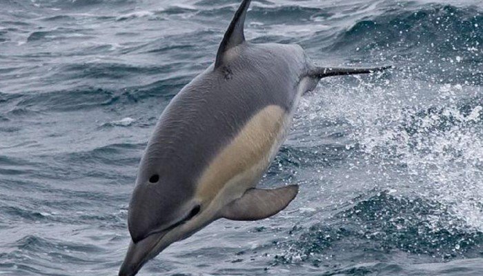 tipos de delfines