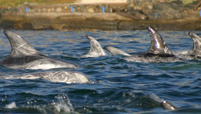 delfines risso