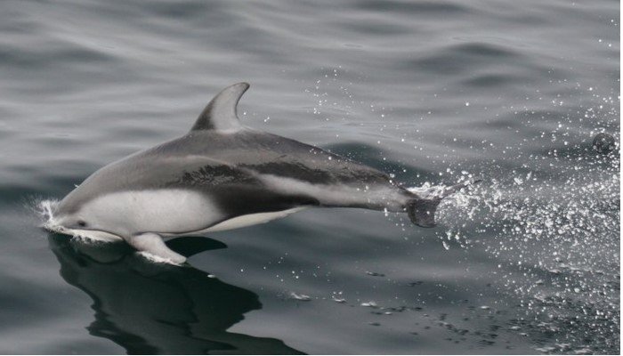 delfin blanco