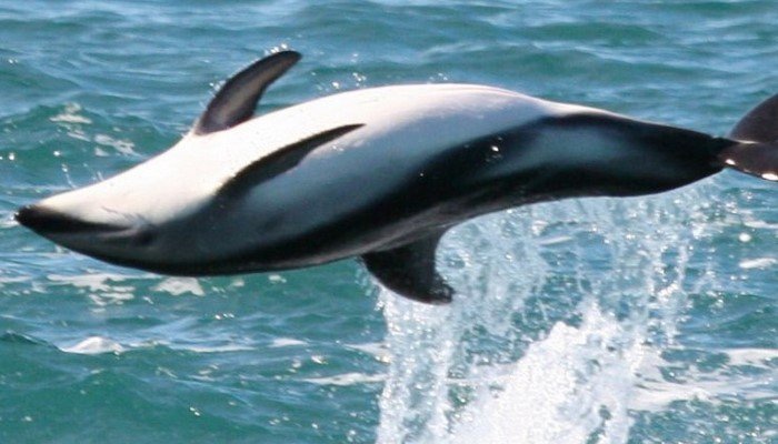 delfin oscuro