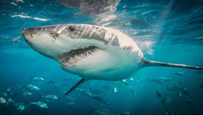 cómo respiran los tiburones