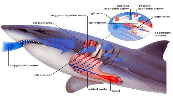 Método de nado de los tiburones con relación a la respiración