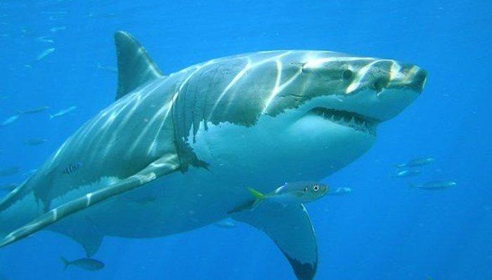 El tiburón blanco